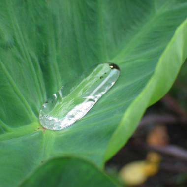 Waterproof repellent Invulner Nano with a lotus effect